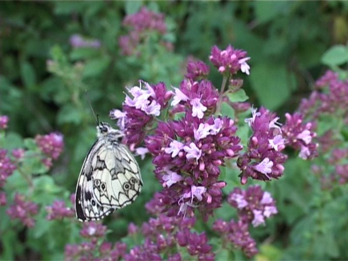 Schachbrettfalter ( Melanargia galathea ), Flügelunterseite : Schlafender Schachbrettfalter, gesehen 21 Uhr. Die Sonne war hinter den Bergen verschwunden, somit fing die Abendruhe der Schmetterlinge an. Nach 30 min nachgeschaut und unverändert gleiche Stellung. Kaiserstuhl, 11.07.2006